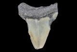 Partial, Fossil Megalodon Tooth #89409-1